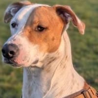 KIWI - sucht von 39646 Oebisfelde aus!, Hund zur Adoption