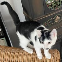 STUPSI, Kater zur Adoption