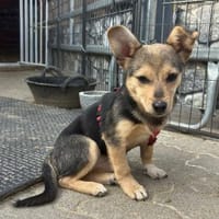 Kleine Fienchen sucht ihre Familie, Hündin zur Adoption