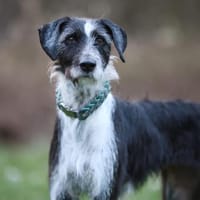 Nelly, zauberhafte Hündin sucht Familie, Hündin zur Adoption