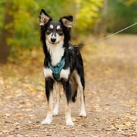 Vermittlungshilfe Bublik; Waldershof, Hund zur Adoption
