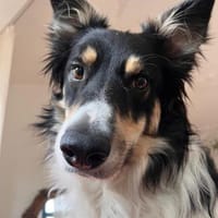 Vermittlungshilfe Luiz; Leipzig, Hund zur Adoption