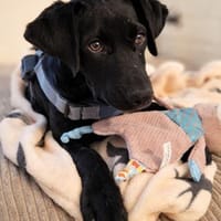 zarte Jinny 🥰, Hündin zur Adoption