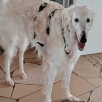 Dembe - sensibler Riese sucht Zuhause, Hund zur Adoption