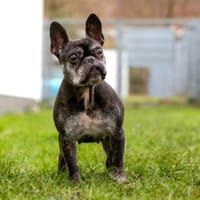 PAULA - sucht dringend HOSPIZ-PLATZ !!!, Hündin zur Adoption