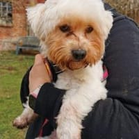 Smiljan - Westie-Fans gesucht, Hund zur Adoption