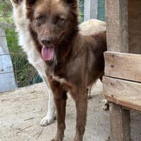 Wunderschöne PHILIPPA 🐾❤ 3 Jahre, Hündin zur Adoption