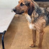 Gary - lieber Schatz auf Pflegestelle, Hund zur Adoption