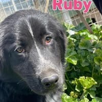 Ruby - freundlich und menschenbezogen, Hündin zur Adoption