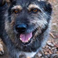 Timmy sucht neues Glück, Hund zur Adoption