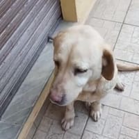 Fabiola, Hündin zur Adoption