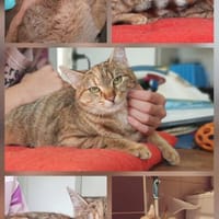 süße Mila wartet auf ihren Menschen, Katze zur Adoption