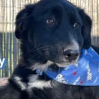 Rocky - freundlich und menschenbezogen, Hund zur Adoption