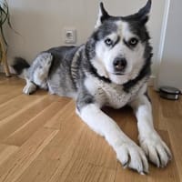 Nicky sucht eine liebevolle Familie, Hündin zur Adoption