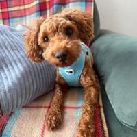 Bobby sucht ein Körbchen, Hund zur Adoption