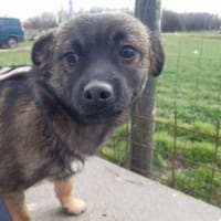 MADDOX 🐾❤  kleines 5monatiges Hundekin, Hund zur Adoption