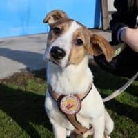 Anda sucht Familienanschluss, Hündin zur Adoption