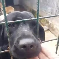 Enzo, Hund zur Adoption