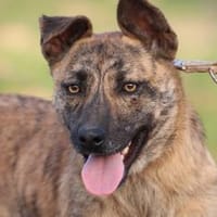 Kiwi - fröhlich u. zutraulich, Hündin zur Adoption