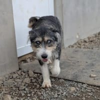 Valerie ab Mai in , Zuhause gesucht, Hündin zur Adoption