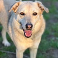 LEONARD - sanftmütiger, lieber Rüde, Hund zur Adoption