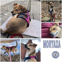 MORTAZA -kleiner Sonnenschein-, Hund zur Adoption