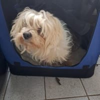 Bodza wartet auf ihr Glück, Hündin zur Adoption