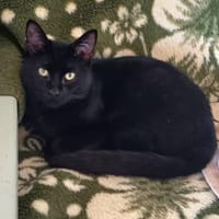 Liebevoller Kater Atlas, Kater zur Adoption