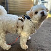 Fonsi - wünscht sich Struktur, Hund zur Adoption