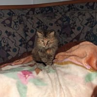 Zuhause gesucht für Lisi, Katze zur Adoption
