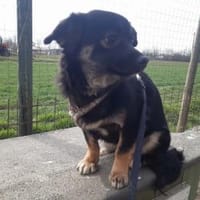 ENYA ❤🐾, kleines 5monatiges Hundekind,, Hündin zur Adoption