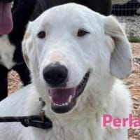 Perla - sanftmütig und aktiv, Hündin zur Adoption