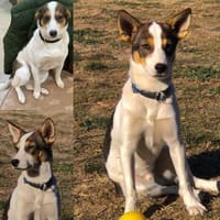 Bono wäre gerne Einzelprinz, Hund zur Adoption