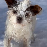 Schüchterne kleine Lola, Hündin zur Adoption