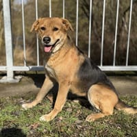 Luna sucht ihr Für-Immer-Zuhause, Hündin zur Adoption
