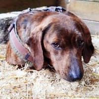 Favola zutrauliche Junghündin auf PS inD, Hündin zur Adoption