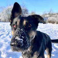 Bruno möchte endlich ankommen, Hund zur Adoption