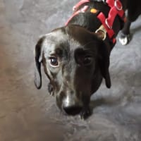 Zenzi möchte dein Herz erobern, Hündin zur Adoption