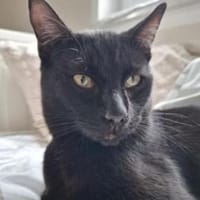 Cesar - munteres, neugieriges Katerchen, Kater zur Adoption