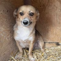 PEPITA 🐾❤ unsere kleine Maus, Hündin zur Adoption