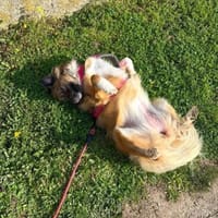 Amy , Notfall sucht zuhause, Hündin zur Adoption