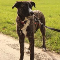 Nula wartet in 47506 Neukirchen-Vluyn, Hündin zur Adoption