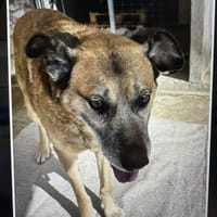 Baldo sucht sein Glück, Hund zur Adoption