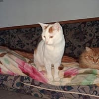 Zuhause gesucht für Lucky, Kater zur Adoption