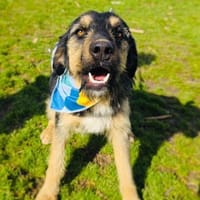 Nicho der perfekte Familienhund, Hund zur Adoption