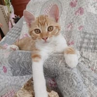 Fröhlicher Patrick sucht Familie!, Kater zur Adoption