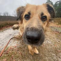 Klea sucht verständnisvolle Menschen, Hündin zur Adoption