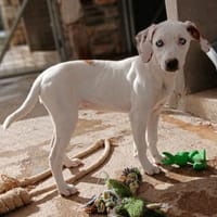 Stella, blauäugige Schönheit, Hündin zur Adoption