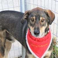Verschmuster Caesar sucht Zuhause, Hund zur Adoption