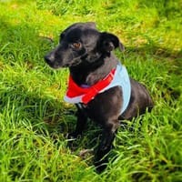 Bubka sehr verschmust, Hündin zur Adoption